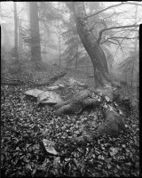 Wojciech Sternak - Uroczysko II. Fotografia i Obrazy Podróżne