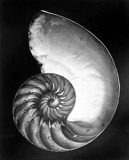 foto_edward_weston3.jpg foto_edward_weston3.jpg