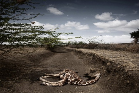 II Nagroda 53. edycji World Press Photo w kategorii: Contemporary Issues Singles, Stefano De Luigi, Italy, VII Network for Le Monde Magazine, Giraffe killed by drought, northeast Kenya, September
