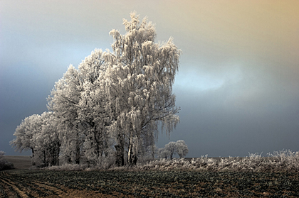 fot. Jacek Niewczas